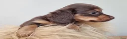 Dachshund dogs for sale: Long Haired True Minature kc Dachshund - Advert 7