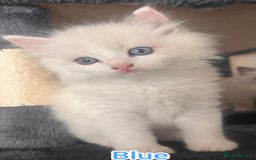 Ragdoll cats for sale: Beautiful Ragdoll Kittens GCCF registered  - Image 18