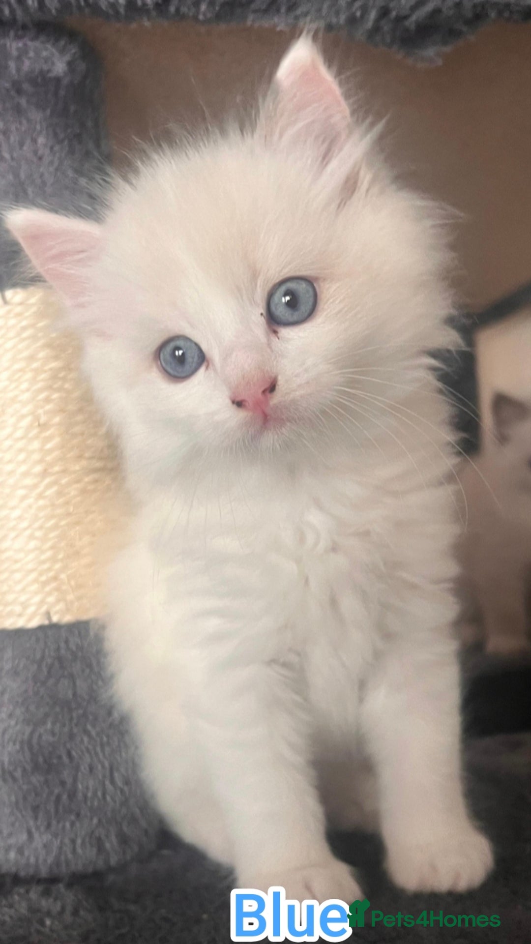 Ragdoll cats for sale: Beautiful Ragdoll Kittens GCCF registered  - Image 18