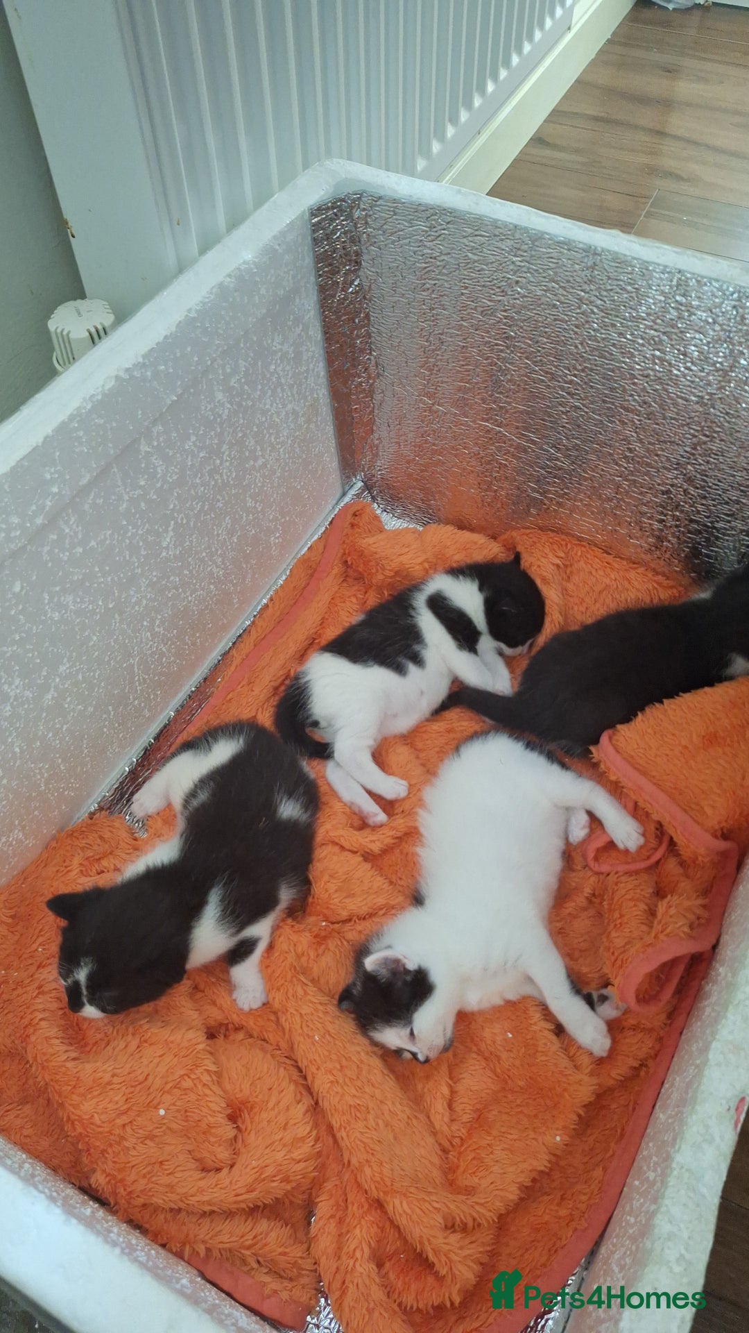 Domestic Shorthair cats for sale: Male kittens for sale  - Image 14