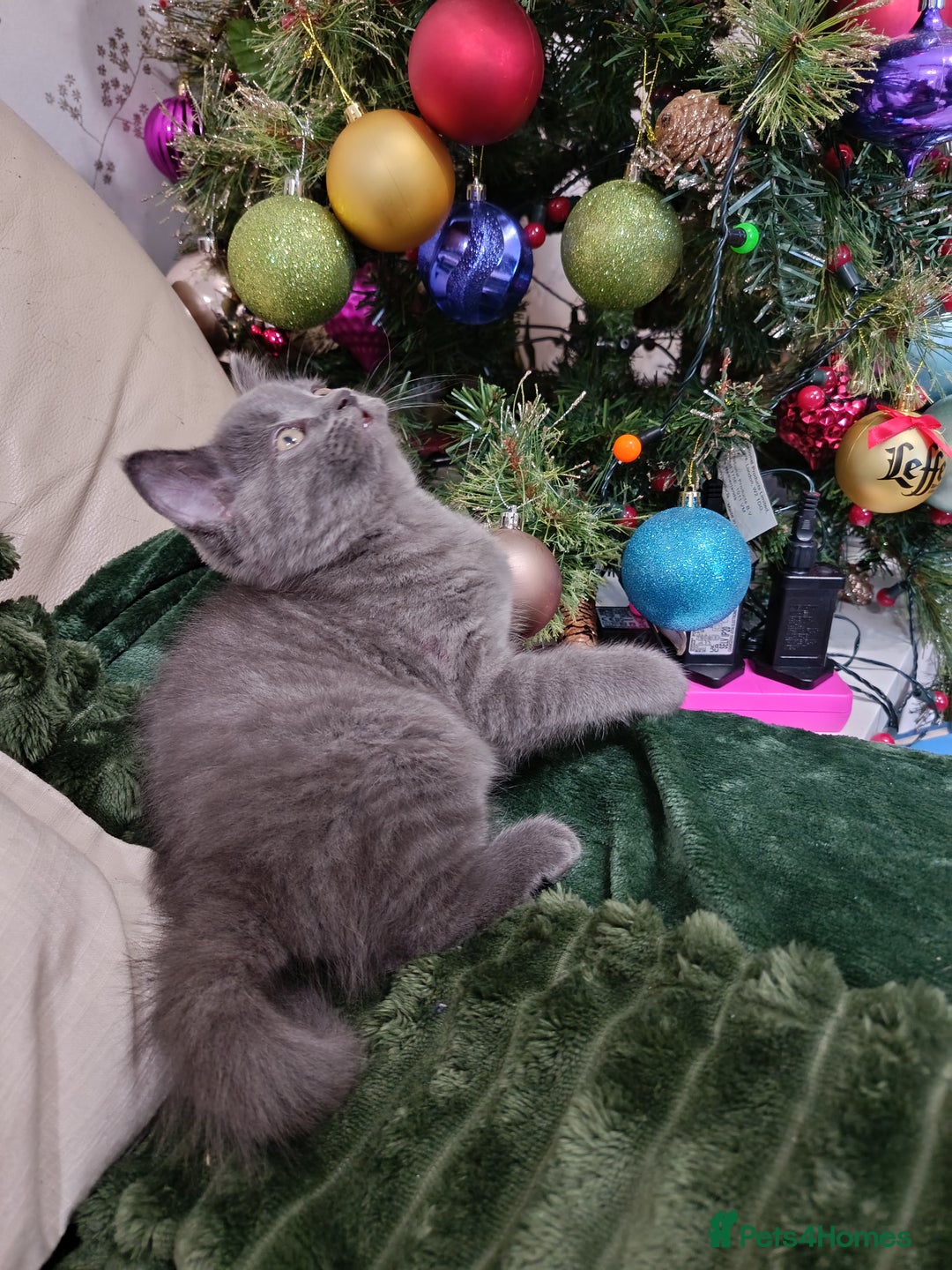 British Shorthair cats for sale: Beautiful kittens  - Advert 4