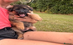 German Shepherd dogs for sale: Last stunning male puppy available  - Image 8