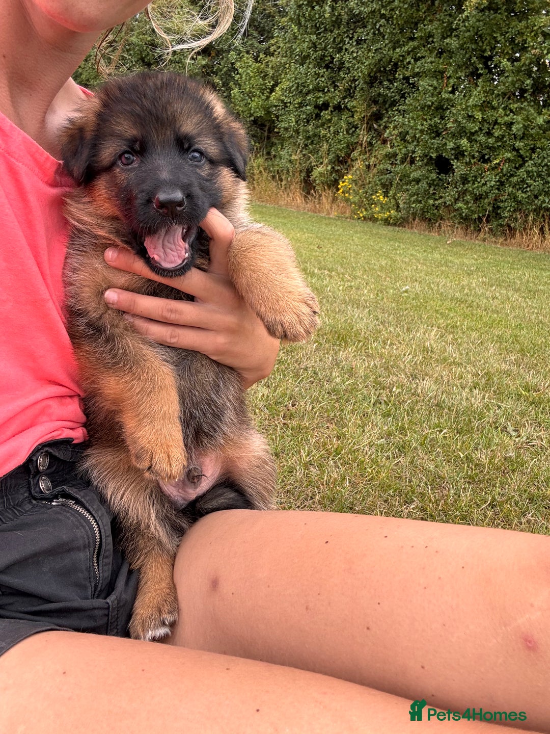 German Shepherd dogs for sale: Last stunning male puppy available  - Image 8