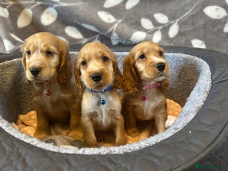 Cocker Spaniel dogs - Advert 2