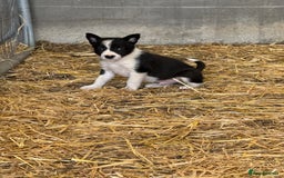 Border Collie dogs for sale: Registered ISDS Border Collie puppies - Image 3