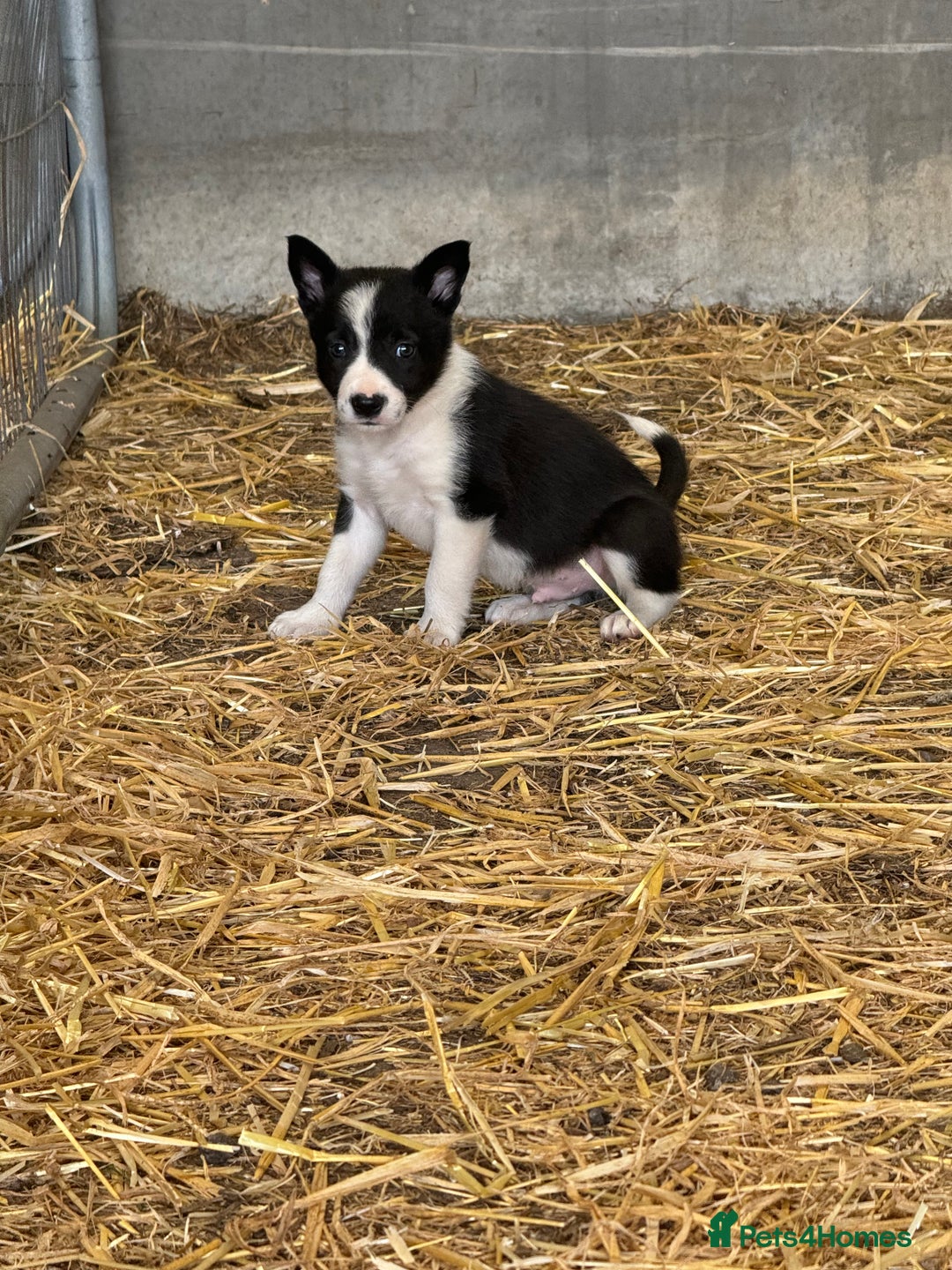 Border Collie dogs for sale: Registered ISDS Border Collie puppies - Image 3