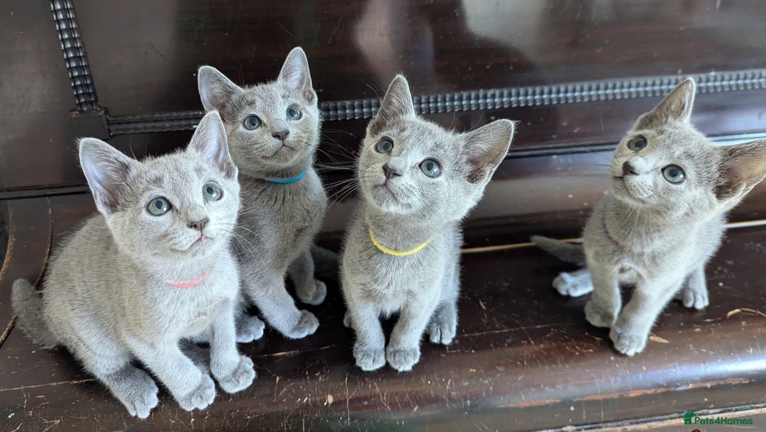 Russian Blue cats for sale: Pedigree TICA Registered kittens - Image 28
