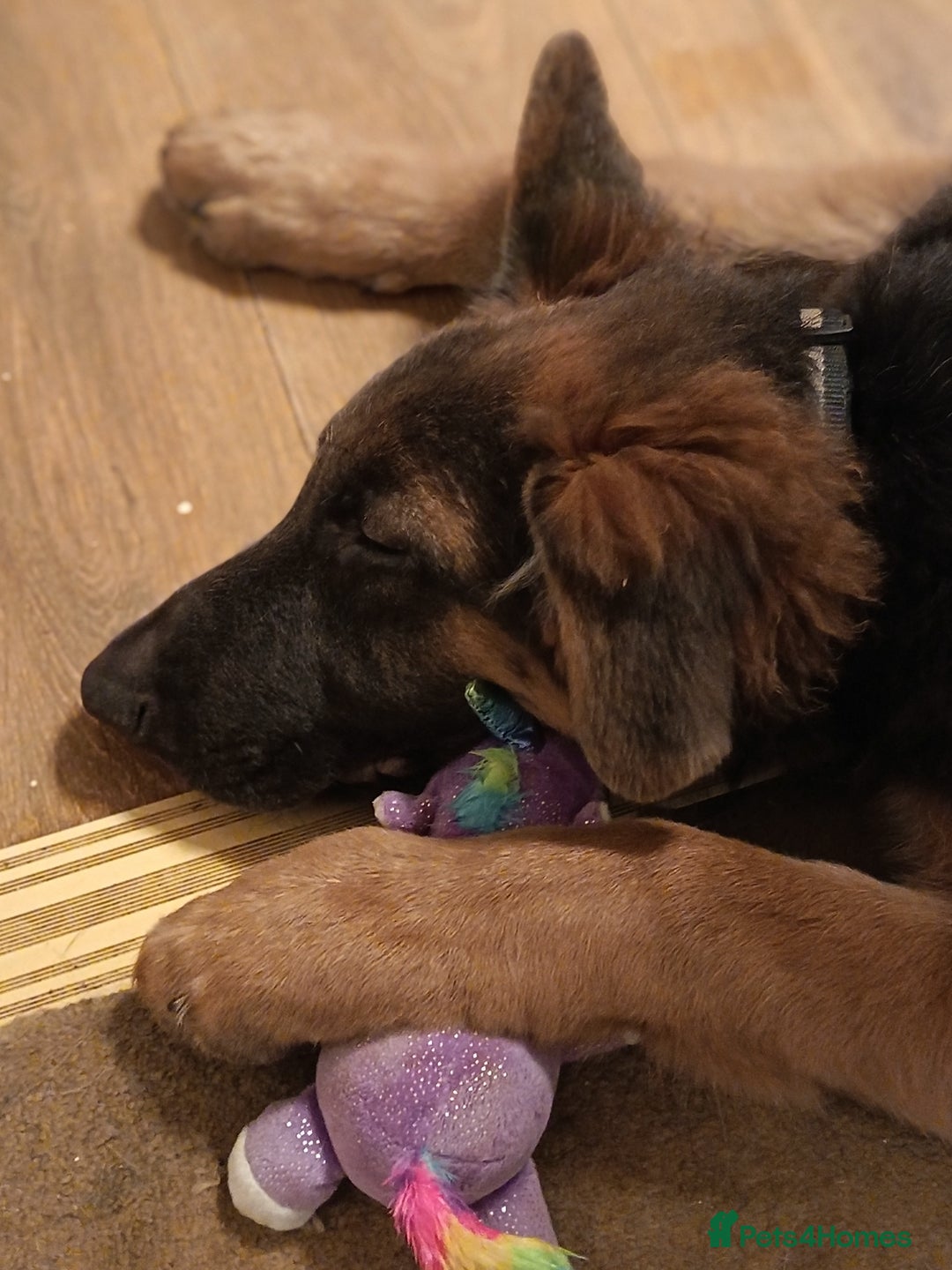 German Shepherd dogs for sale: German shepherd pup - Advert 5