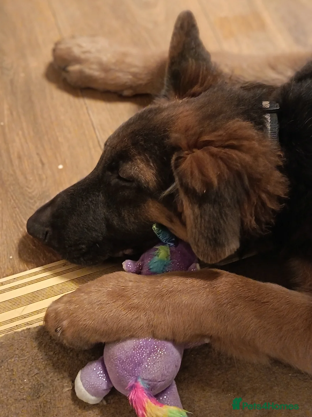 German Shepherd dogs for sale: German shepherd pup - Advert 5