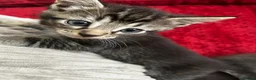 Mixed Breed cats for sale: 2 beautiful tabby kittens - Advert 3