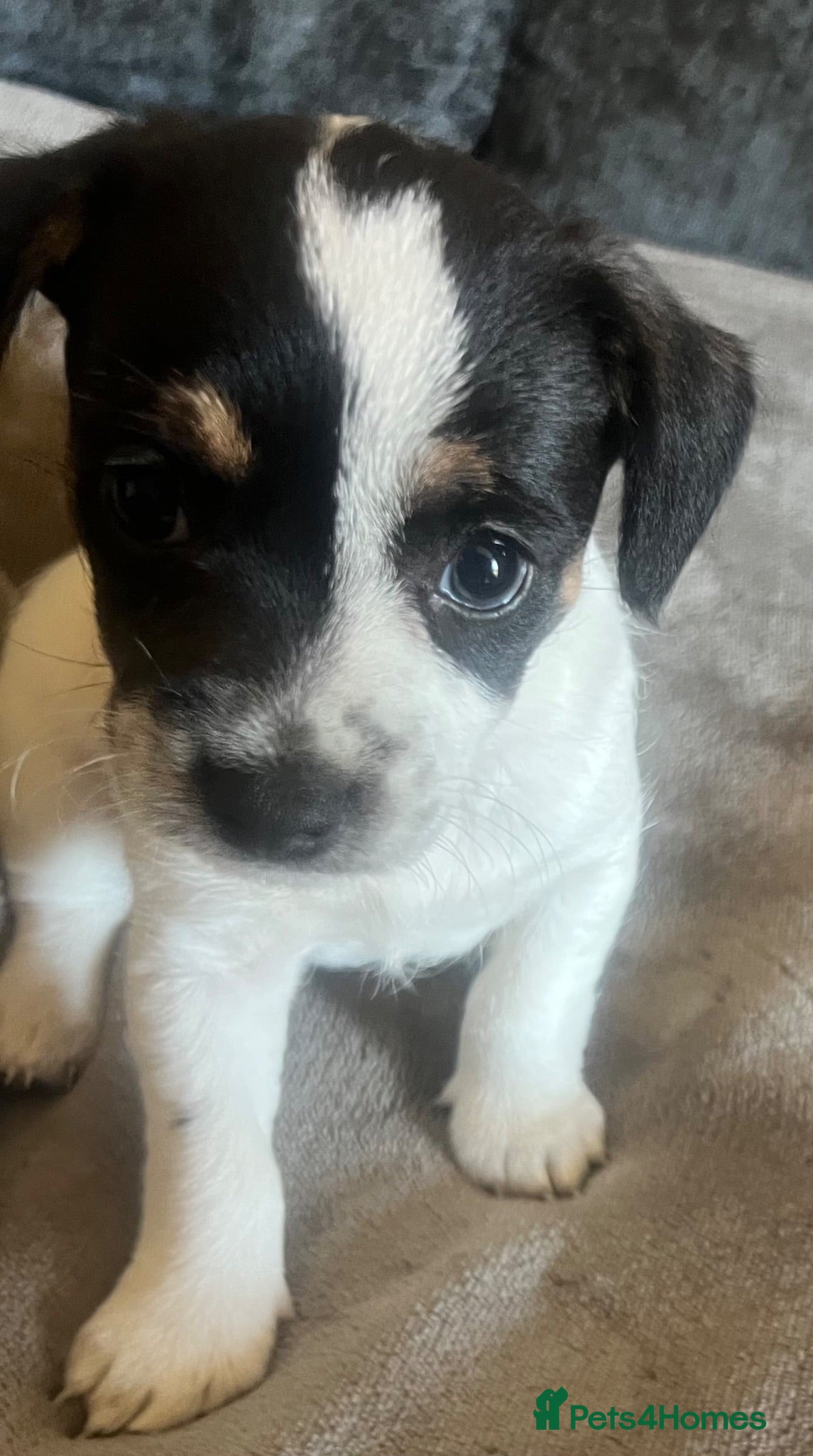 Mixed Breed dogs Chihuahua X pups one stunning little boy left - Advert 12