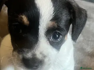 Mixed Breed dogs Chihuahua X pups one stunning little boy left - Advert 12