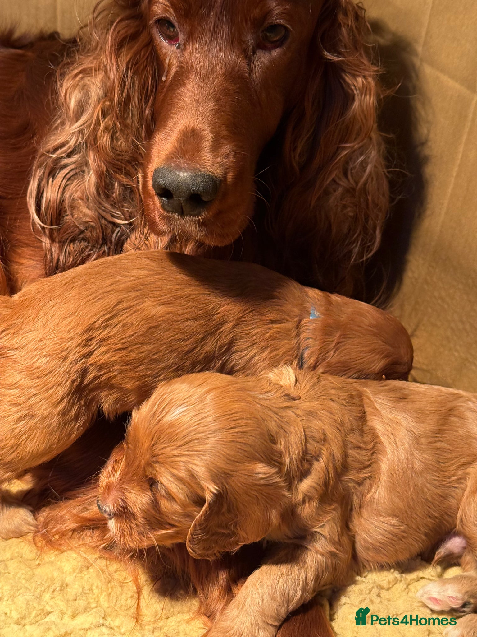 Irish Doodle dogs Stunning medium Irish doodles  - Advert 11