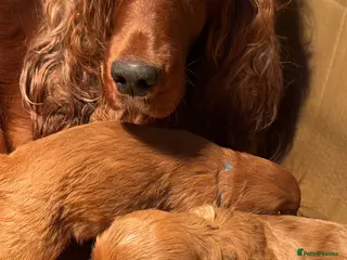 Irish Doodle dogs Stunning medium Irish doodles - Advert 11