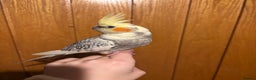 Cockatiels birds for sale: beautiful tame cockatiel for sale  - Advert 4