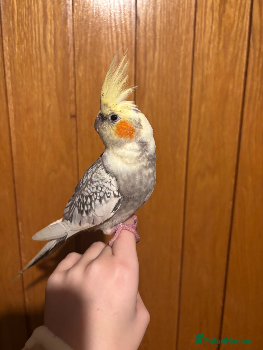 Cockatiels birds for sale: beautiful tame cockatiel for sale  - Advert 4