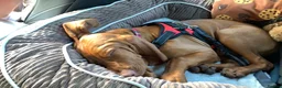 Hungarian Vizsla dogs for stud: Rare Deep Golden Rust Colour  in Chepstow - Advert 9
