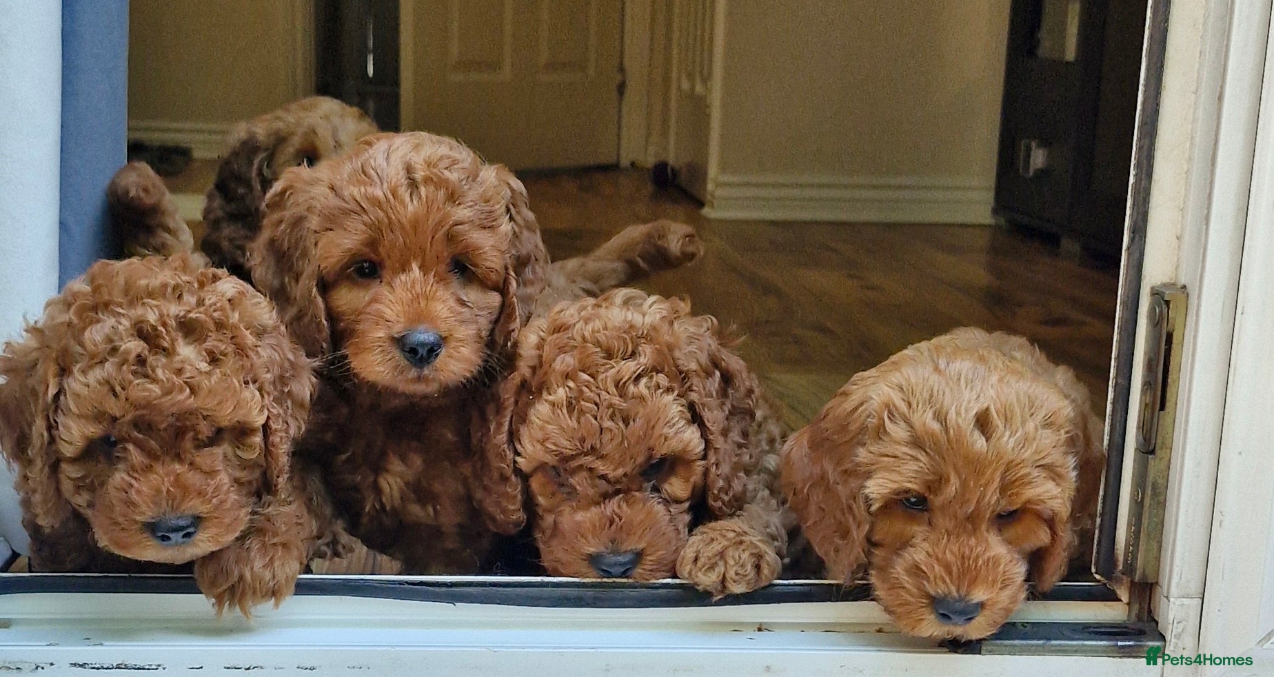 Cockapoo dogs Cockapoo f1b 5 boys [2 available] - Advert 4