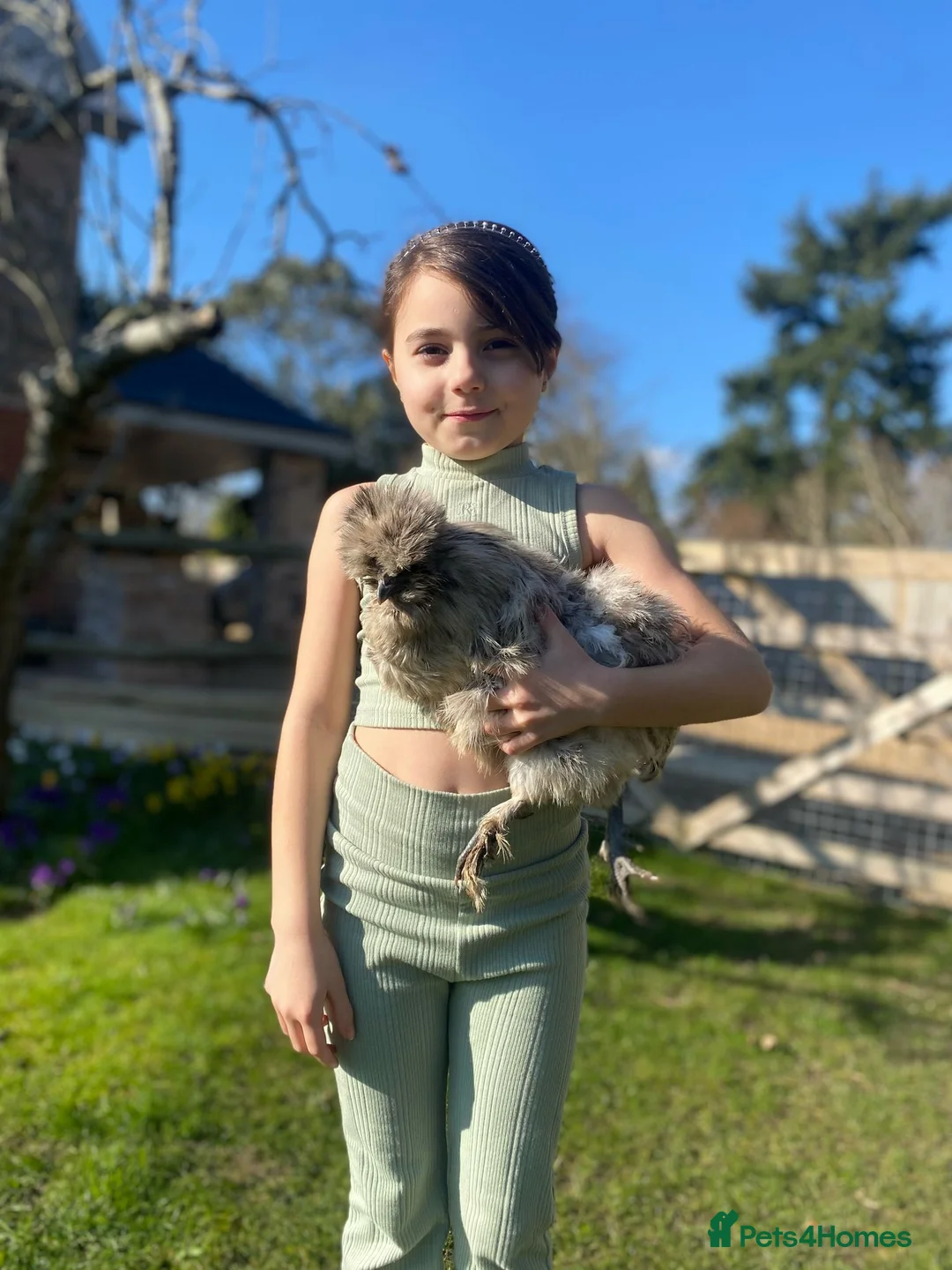 Chickens poultry for sale: Day old bearded silkie chicks  - Advert 4