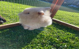 Mini Lion Lop rabbits for sale: Male rabbits ready now  - Advert 5
