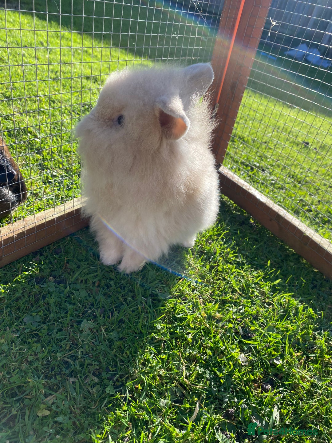 Mini Lion Lop rabbits for sale: Male rabbits ready now  - Advert 5