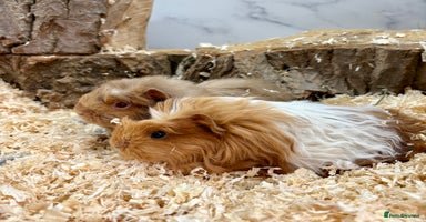 Guinea Pig rodents - Advert 7