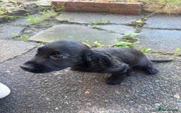 Cocker Spaniel dogs for sale: REDUCED KC Cocker Spaniel Boy £700 - Image 4