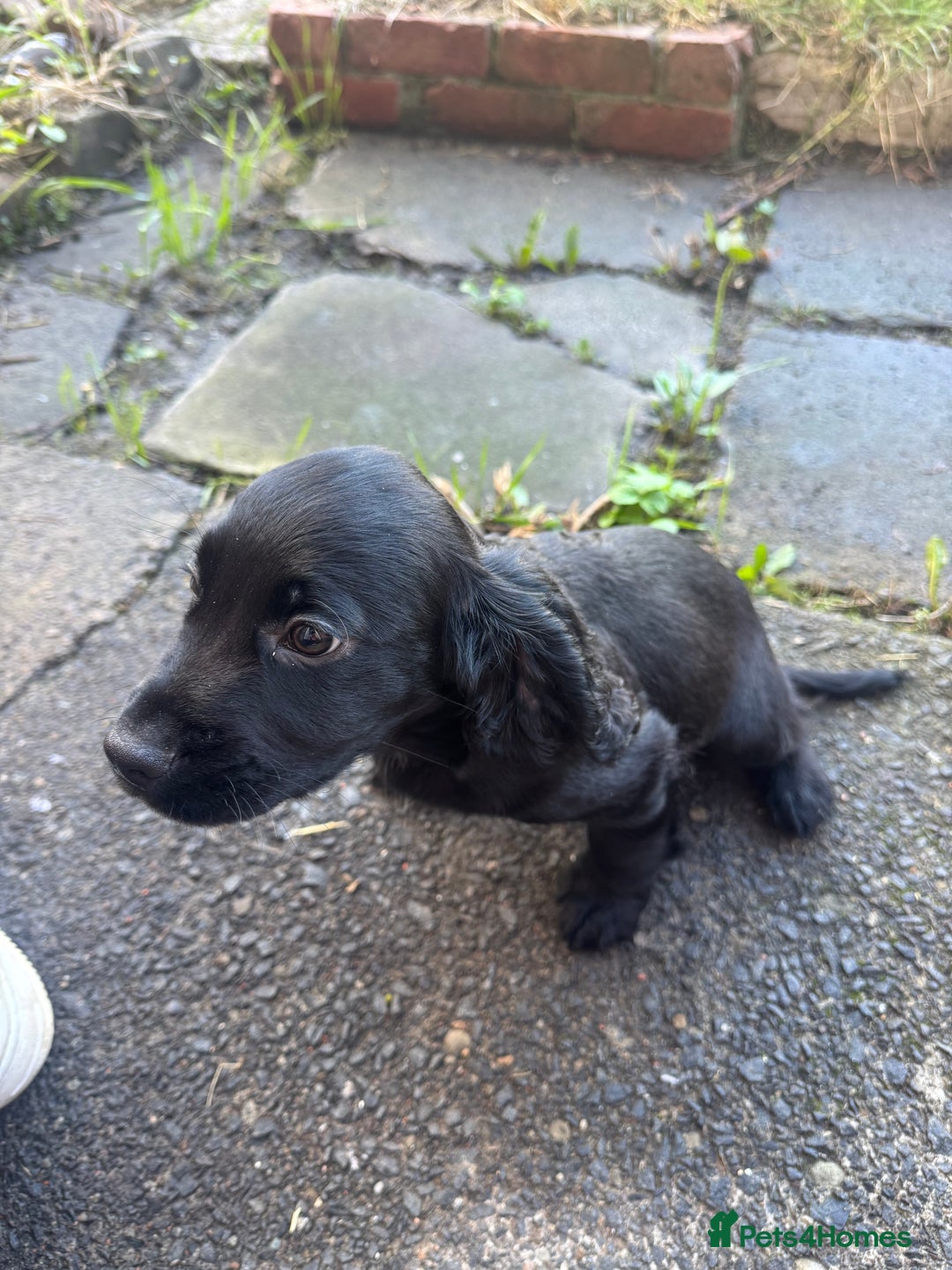 Cocker Spaniel dogs for sale: REDUCED KC Cocker Spaniel Boy £700 - Image 4