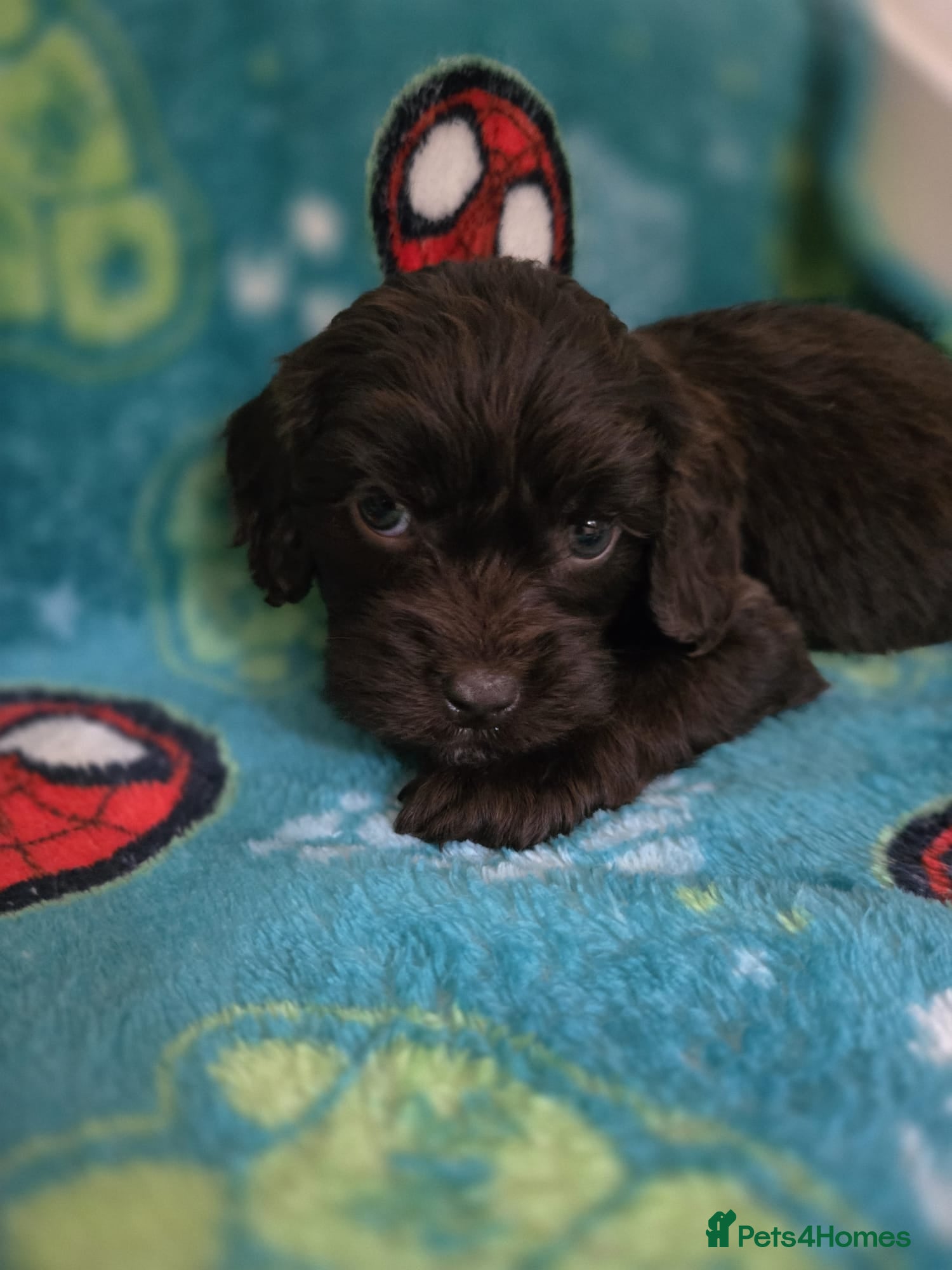 Cockapoo dogs Gorgeous Cockapoo litter - Advert 2