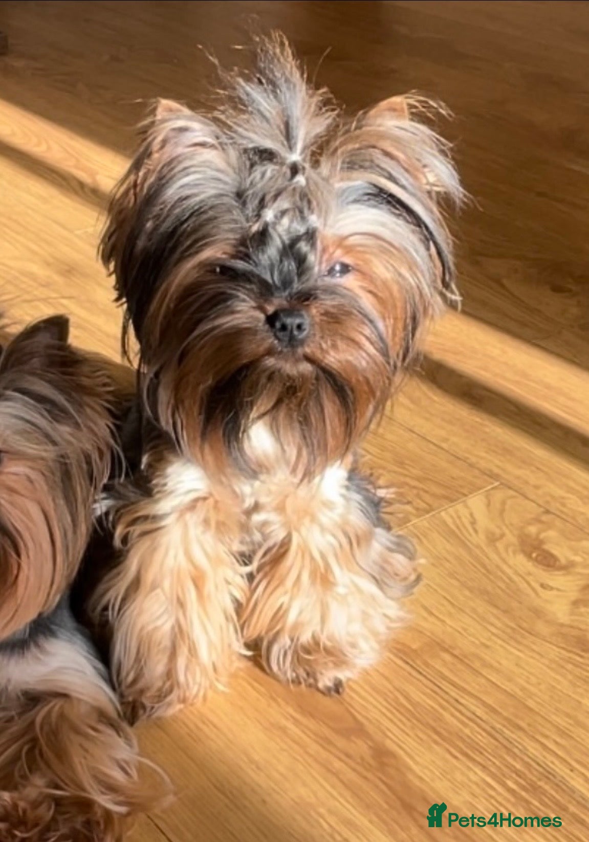 Yorkshire Terrier dogs Female 🐾 - Advert 7