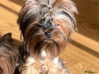 Yorkshire Terrier dogs Female 🐾 - Advert 7