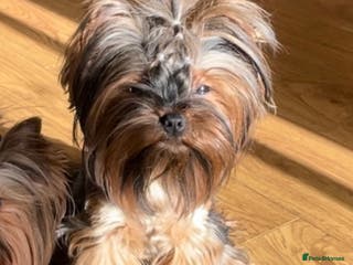 Yorkshire Terrier dogs Female 🐾 - Advert 16