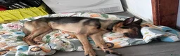 German Shepherd dogs for sale: 9 month old German shepherd  in Middlesbrough - Advert 3