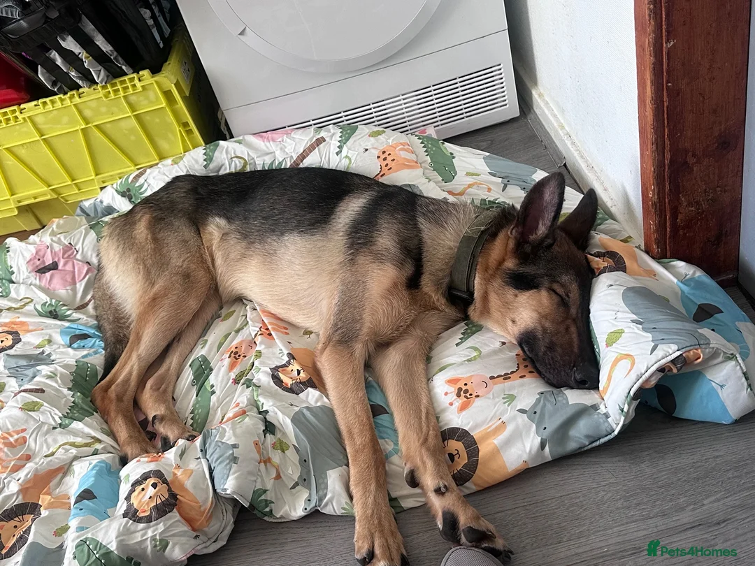 German Shepherd dogs for sale: 9 month old German shepherd  in Middlesbrough - Advert 3