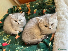 British Shorthair cats BSH silver spotted and chinchilla GSSF registered - Advert 4