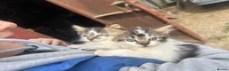 Mixed Breed cats for sale: Long haired kittens male and female  - Advert 2