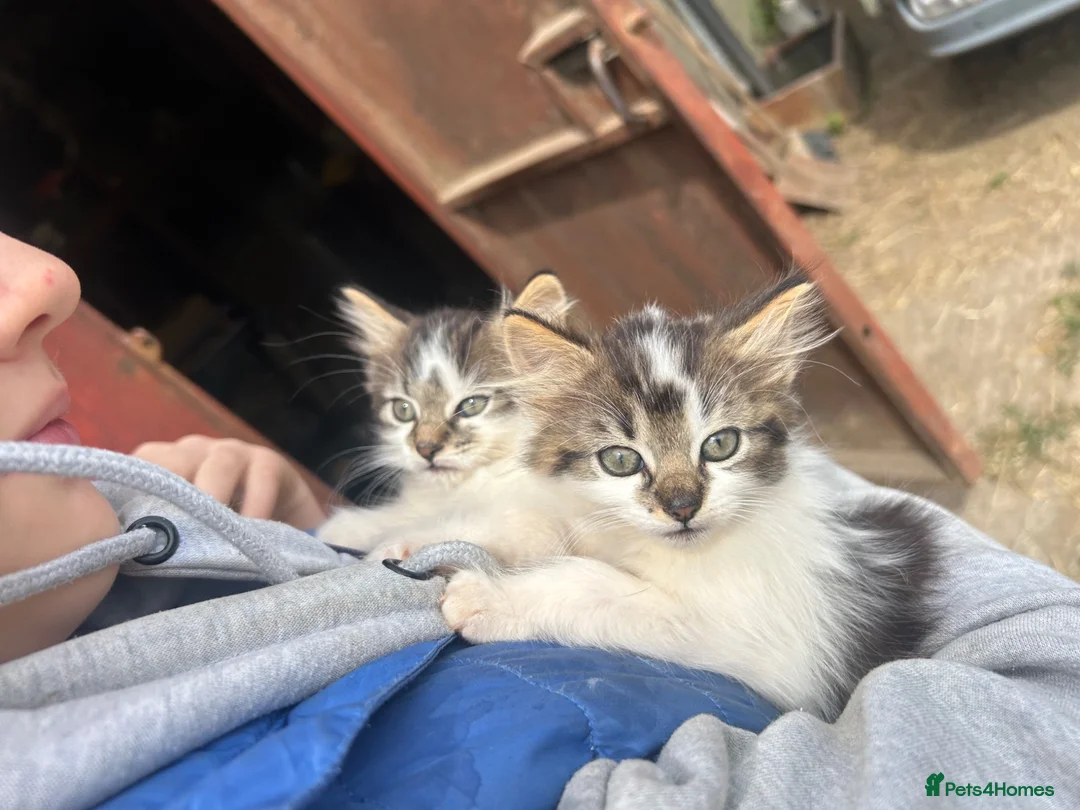 Mixed Breed cats for sale: Long haired kittens male and female  - Advert 2