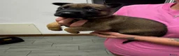 Belgian Shepherd Dog dogs for sale: Working Mali pups  in Crewe - Advert 12