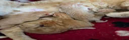 Mixed Breed cats for sale: Amazing kittens Gingers and lovely colours  - Advert 6