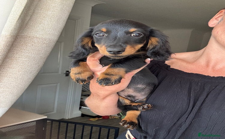 Dachshund dogs - Advert 1