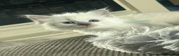 Ragdoll cats for sale: GCCF reg ragdolls - Advert 4
