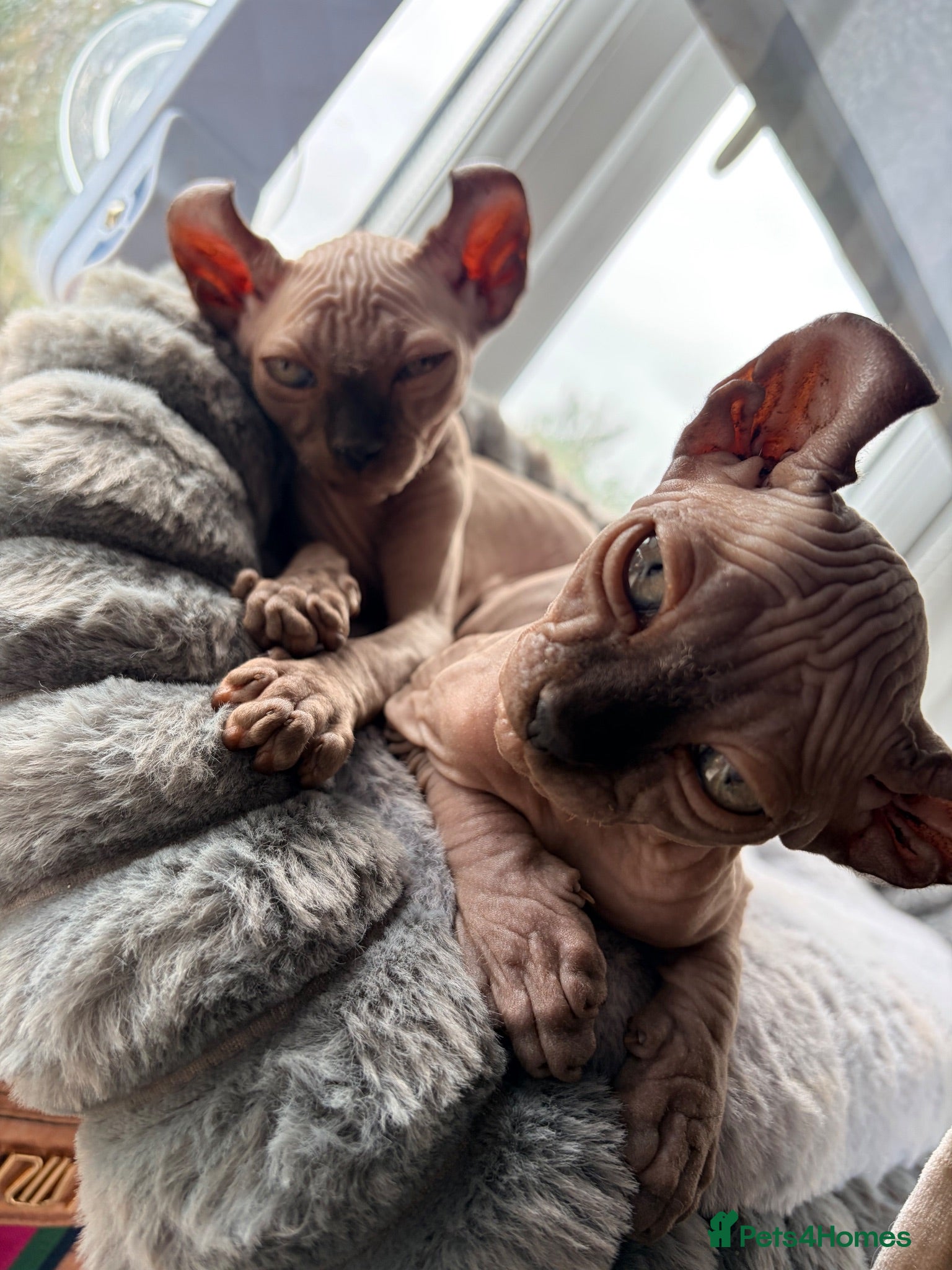 Sphynx cats Ready now Sphynx kittens - Advert 4