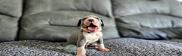 Great Dane dogs for sale: Exceptional Great Dane puppies 🐶  - Advert 22