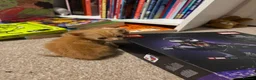 Domestic Shorthair cats for sale: 5 beautiful kittens for sale - Advert 23