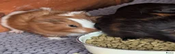 Guinea Pig rodents for sale: Very pretty baby guinea pigs ready July  - Advert 17