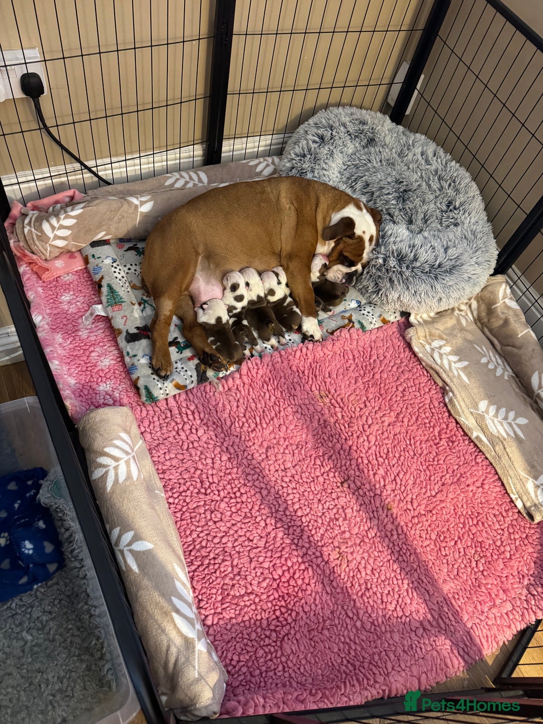 English Bulldog dogs for sale: Stunning English bulldog puppies  - Advert 37