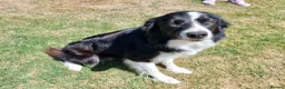 Border Collie dogs for sale: Border collie for sale - Advert 3