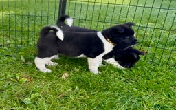 Akita dogs for sale: Quality KC Registered American Akita Puppies - Image 31