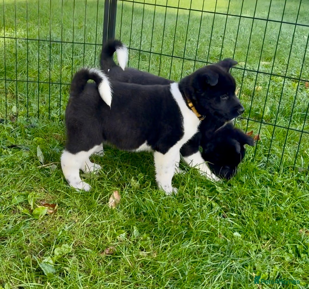 Akita dogs for sale: Quality KC Registered American Akita Puppies - Image 31