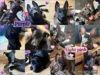 Belgian Shepherd Dog dogs 2 Belgian shepherd beautiful girls READY TO GO - Advert 4